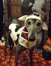 Daisy Hal 2013.jpg
